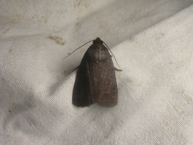 Amphipyra livida - zsírfényű bagoly