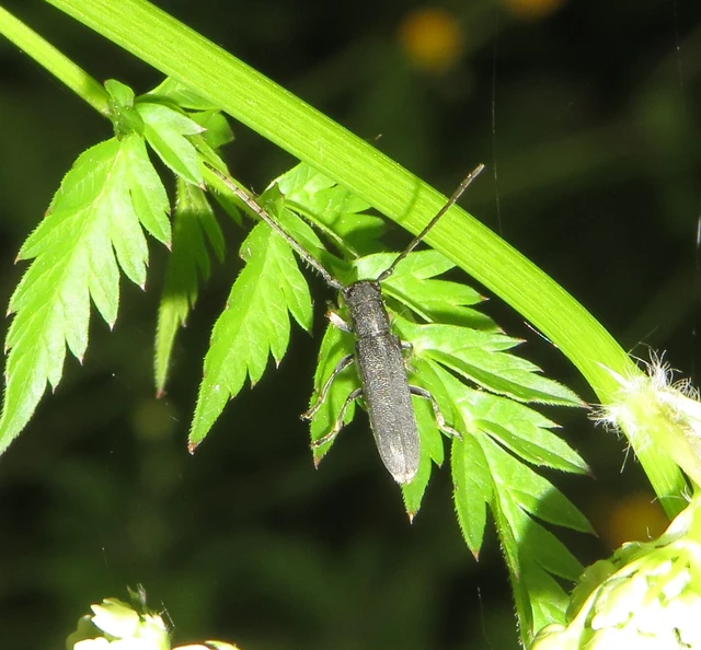 Phytoecia cylindrica - medvelapucincér