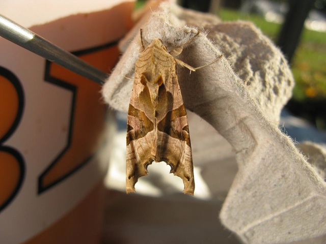 Phlogophora meticulosa - vándorló csipkésbagoly
