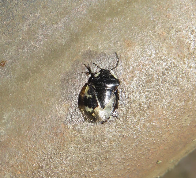 foltos földipoloska - Tritomegas bicolor