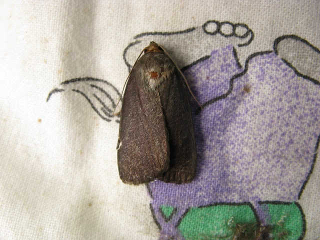 Amphipyra livida - zsírfényű bagoly