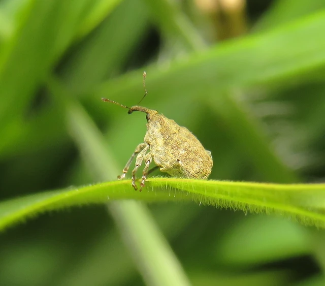 csalánporzó ormányos - Parethelcus pollinarius