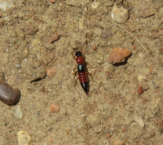Paederus littoralis - réti partiholyva