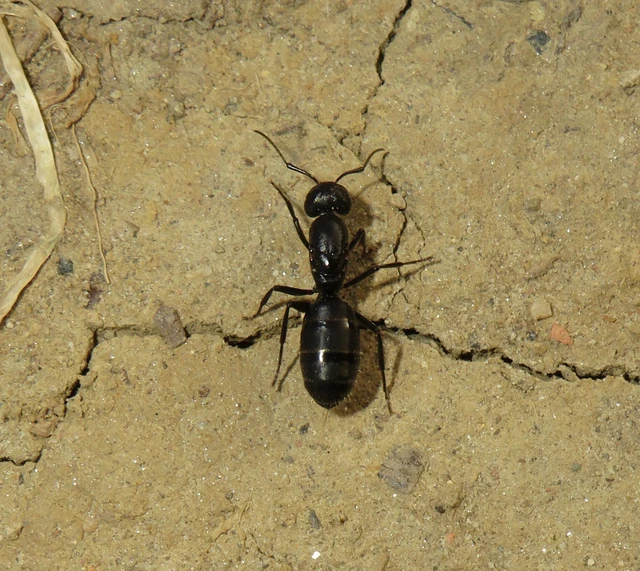 Camponotus vagus - fekete lóhangya