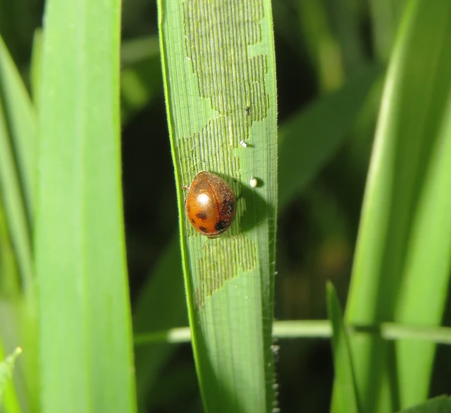 pázsitfűböde - Cynegetis impunctata