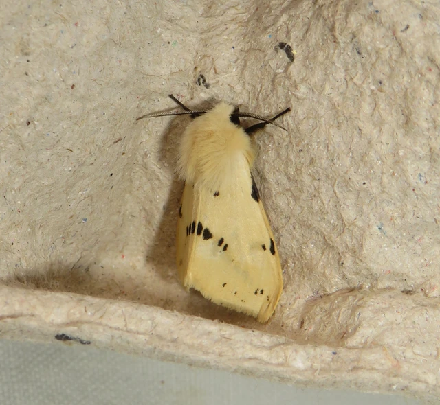 Spilarctia lutea - sárgás medvelepke
