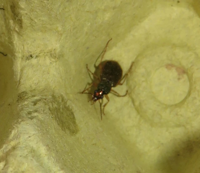 sárgavégű bűzfutó - Chlaenius vestitus