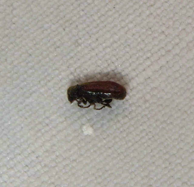 fémes álszú - Hyperisus plumbeus