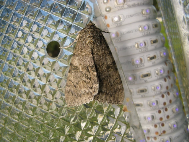 piros övesbagoly - Catocala nupta