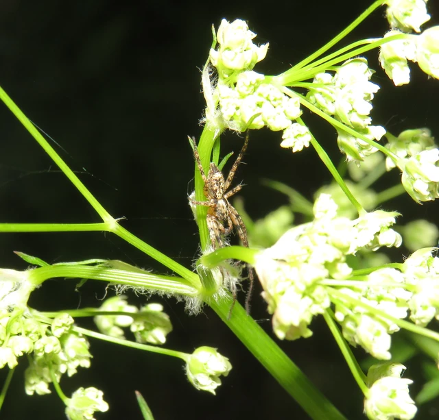 Anyphaena accentuata - jegyespók