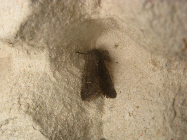 Aporophyla lutulenta - sziki őszibagoly