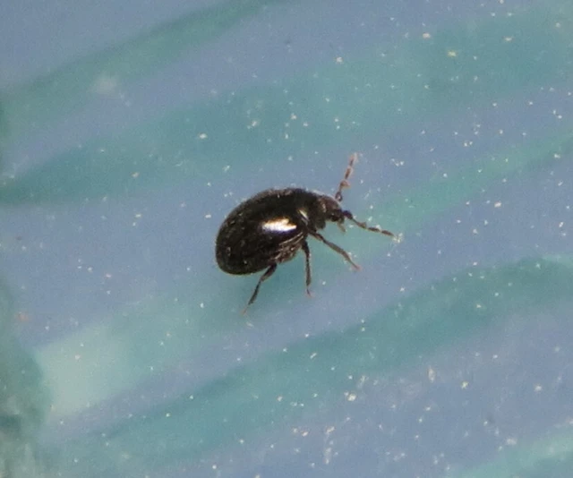 Anobiinae
