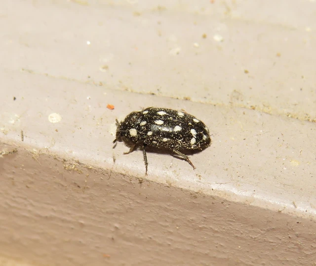 sokpettyes szűcsbogár - Lanorus punctatus