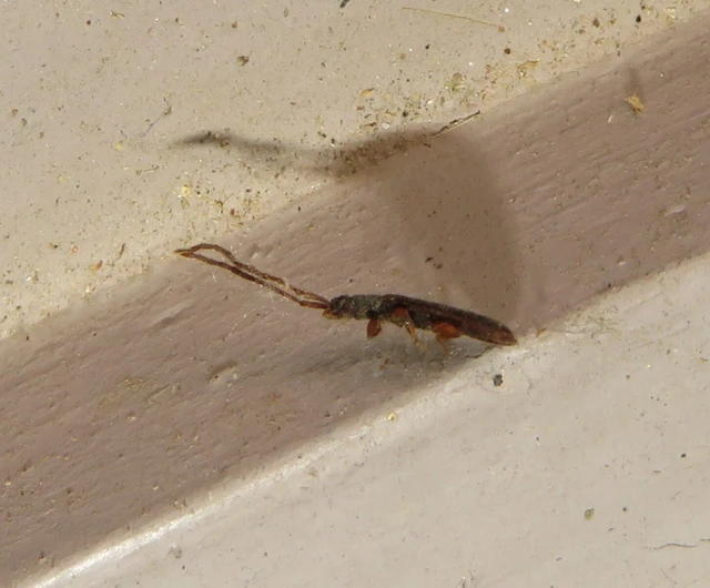 hosszúcsápú fogasnyakú-lapbogár - Uleiota planatus