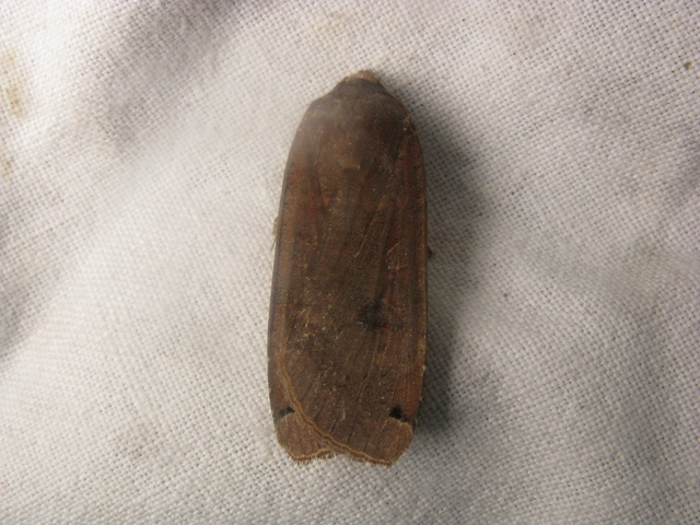 Noctua pronuba - nagy sárgafűbagoly