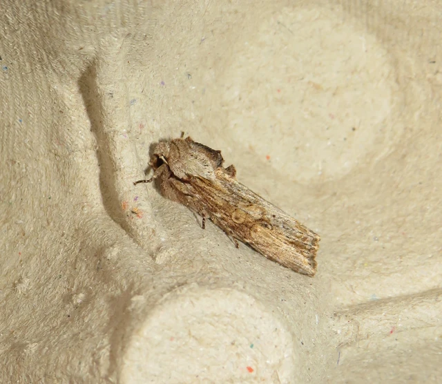 Egira conspicillaris - változékony szürkebagoly