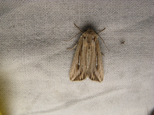 L-betűs rétibagoly - Mythimna l-album