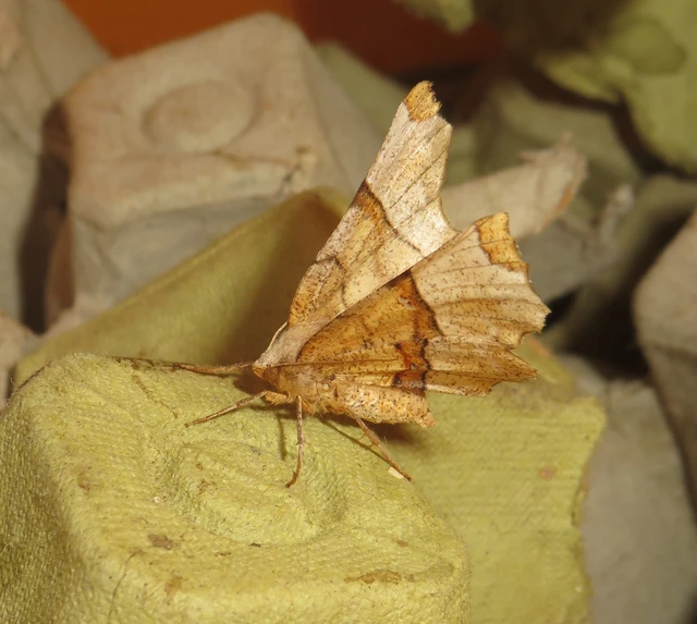 Selenia lunularia - egyfoltos holdasaraszoló