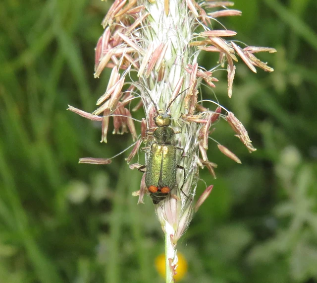kétfoltos bibircsesbogár - Malachius bipustulatus