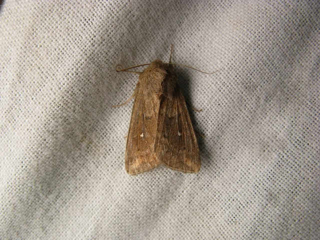 Mythimna albipuncta - fehérpettyes rétibagoly