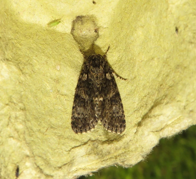 Acronicta rumicis - sóska-szigonyosbagoly Acronicta rumicis - sóska-szigonyosbagoly