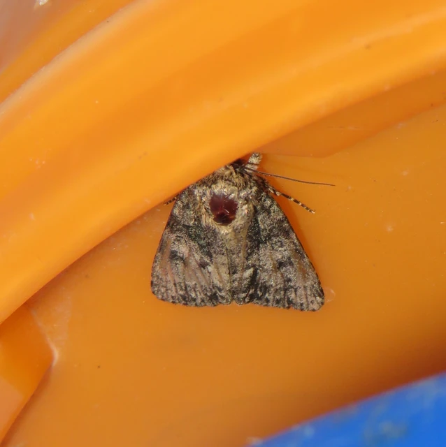 Acronicta rumicis - sóska-szigonyosbagoly Acronicta rumicis - sóska-szigonyosbagoly