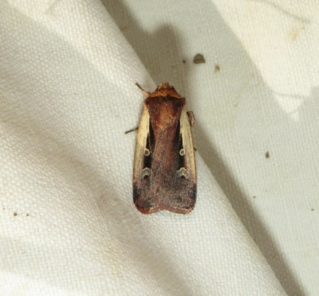 Ochropleura plecta - fehérszegélyű fűbagoly