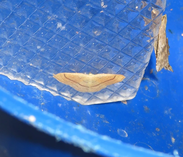 Cyclophora linearia - vonalas pettyesaraszoló