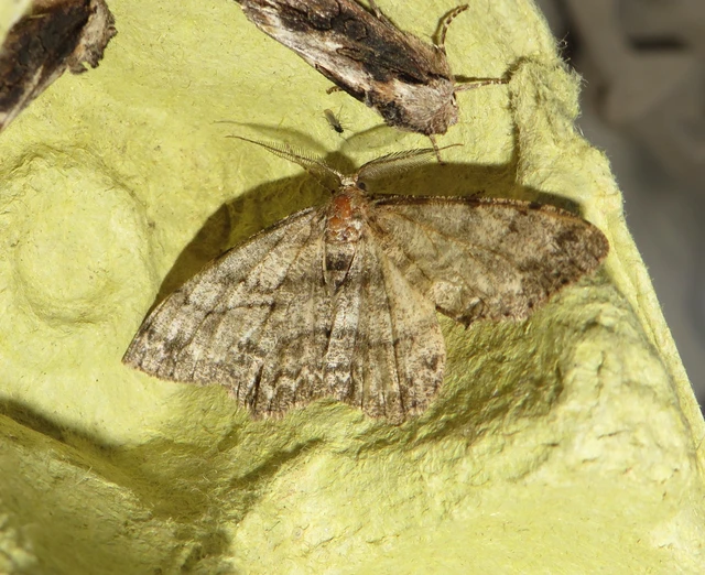 Hypomecis punctinalis - pettyes faaraszoló