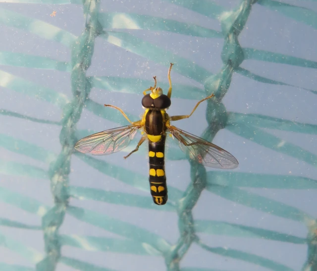 Sphaerophoria