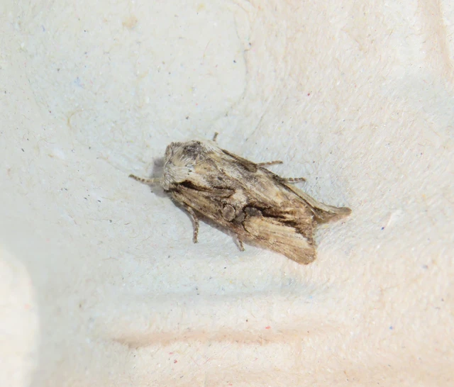 Egira conspicillaris - változékony szürkebagoly