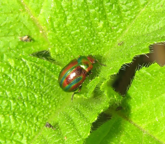 díszes árvacsalán-levelész - Fasta fastuosa