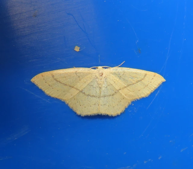 Cyclophora linearia - vonalas pettyesaraszoló