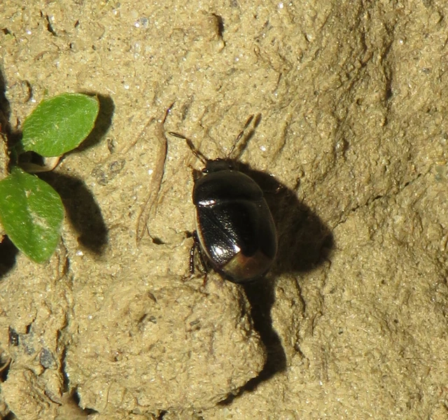 fehérszélű földipoloska - Legnotus limbosus