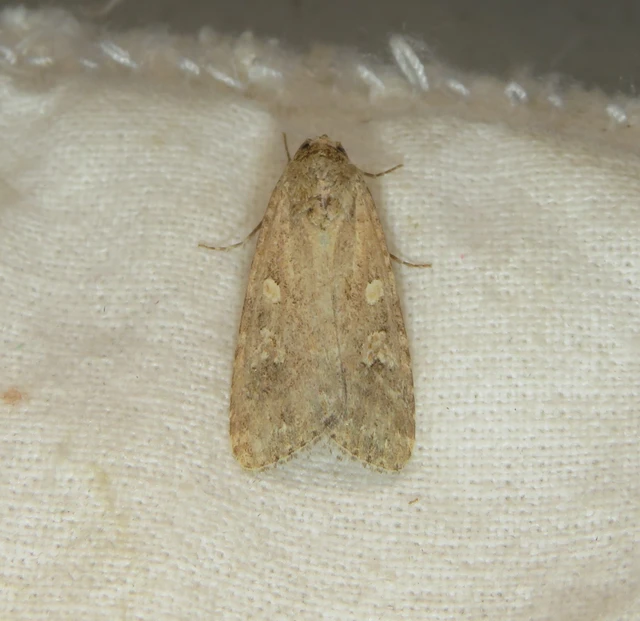 Spodoptera exigua - apró jegyesbagoly
