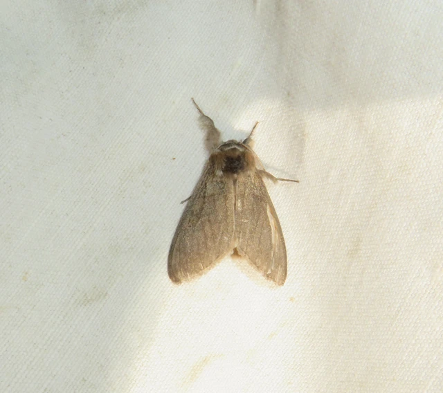 Calliteara pudibunda - hamvasszövő