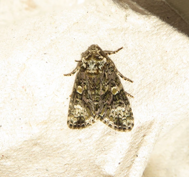 Craniophora ligustri - fagyalbagoly