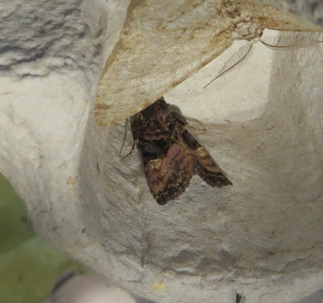 Euplexia lucipara - szeder-csipkésbagoly