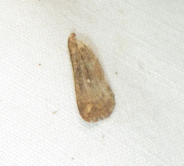 Mythimna albipuncta - fehérpettyes rétibagoly