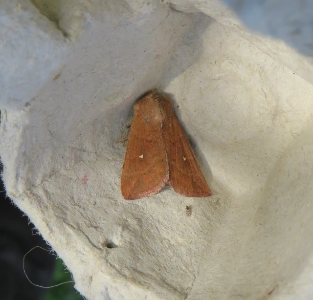 Mythimna albipuncta - fehérpettyes rétibagoly