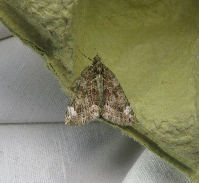 Chloroclysta siterata - salátazöld araszoló