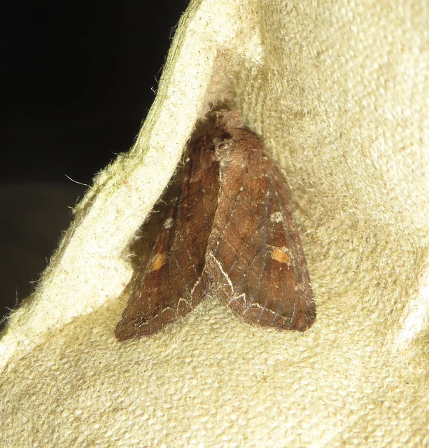 Lacanobia oleracea - saláta-kertibagoly