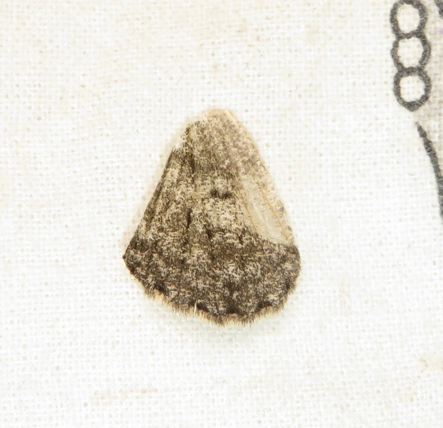 Hypomecis roboraria - nagy tölgyfaaraszoló
