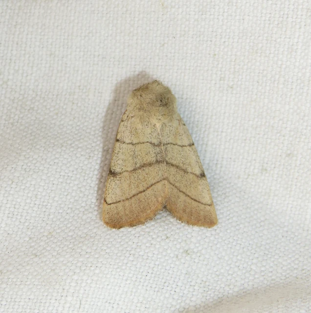 Charanyca trigrammica - háromsávos lombbagoly