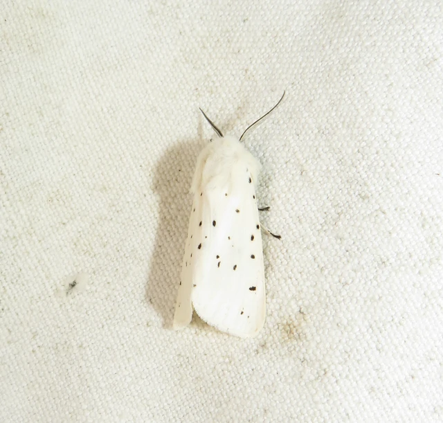 Spilosoma lubricipedum - tejszínű medvelepke