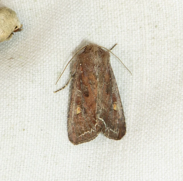 Lacanobia oleracea - saláta-kertibagoly