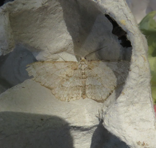 Hypomecis punctinalis - pettyes faaraszoló