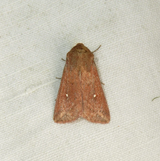 Mythimna albipuncta - fehérpettyes rétibagoly