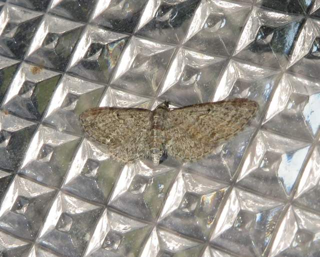 Eupithecia tenuiata - sötétszegélyű törpearaszoló