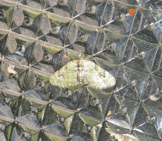 Chloroclystis v-ata - zöldes törpearaszoló